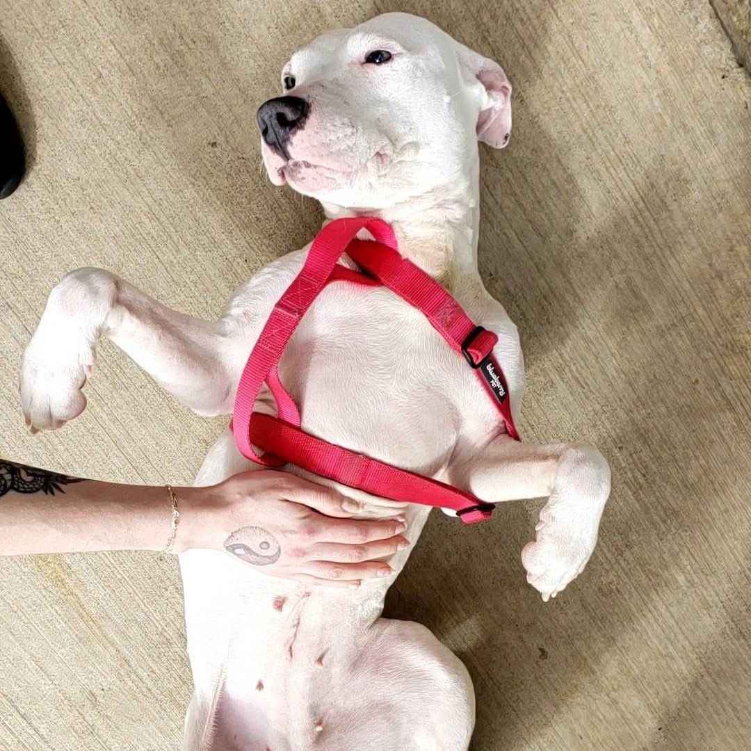 Enlarge Cheese, a Adopted mixed breed in Wheeling, IL image 4/6