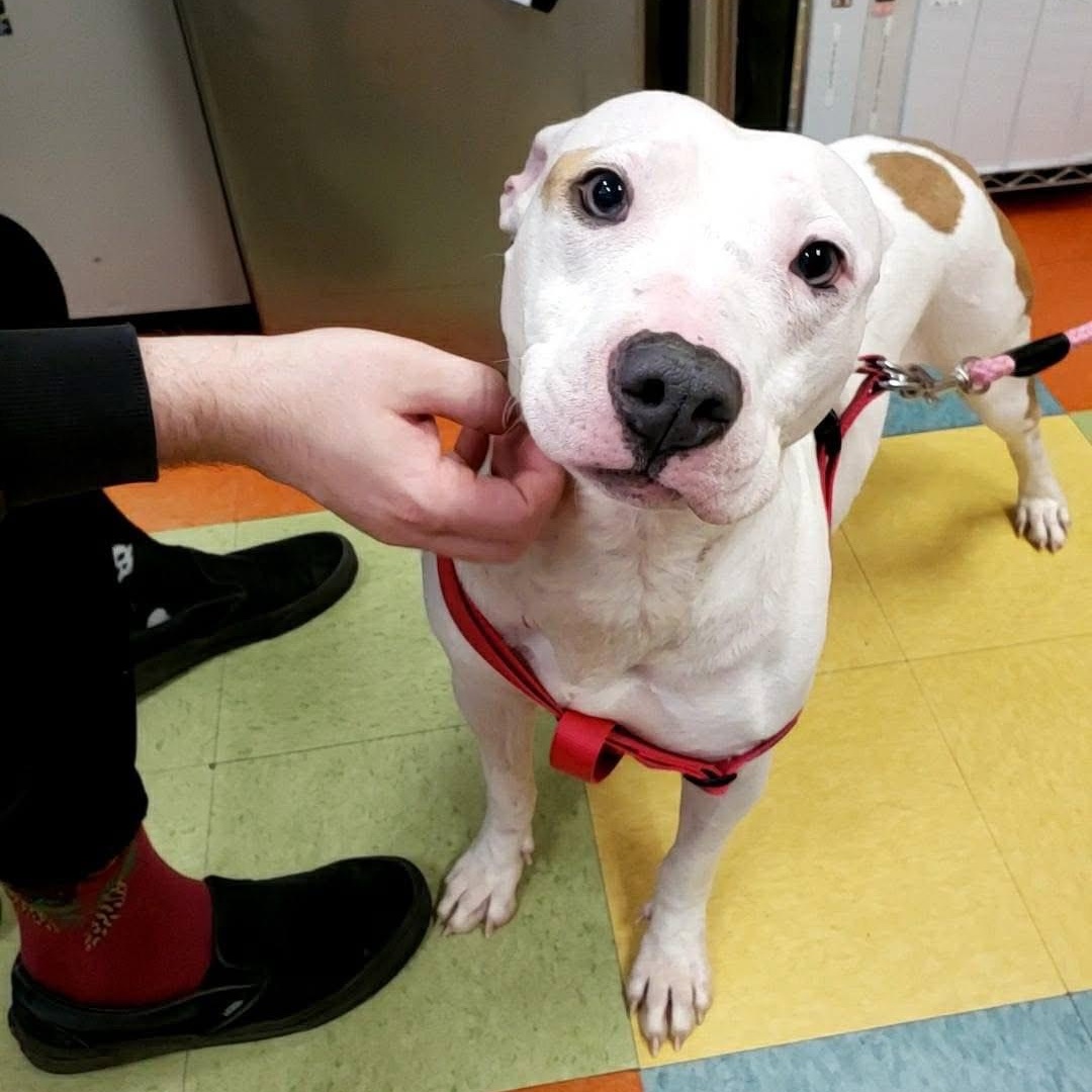 Enlarge Cheese, a Adopted mixed breed in Wheeling, IL image 6/6