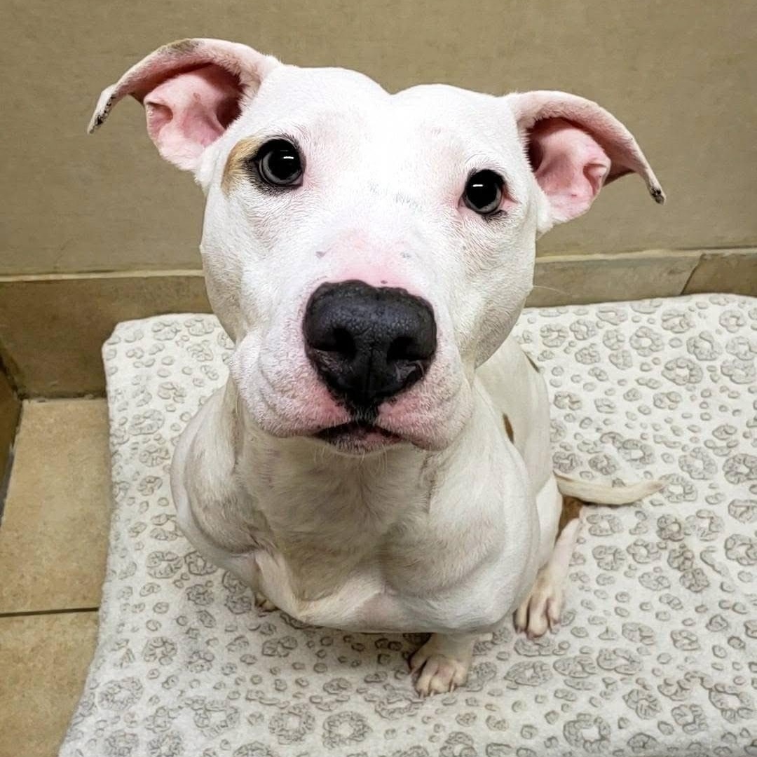 Cheese, Adopted, Young Female Pit Bull Terrier.