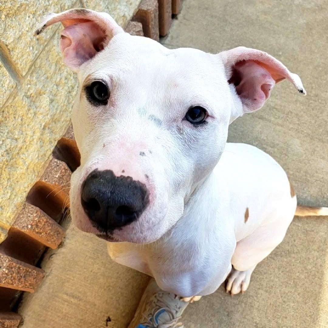 Enlarge Cheese, a Adopted mixed breed in Wheeling, IL image 2/6