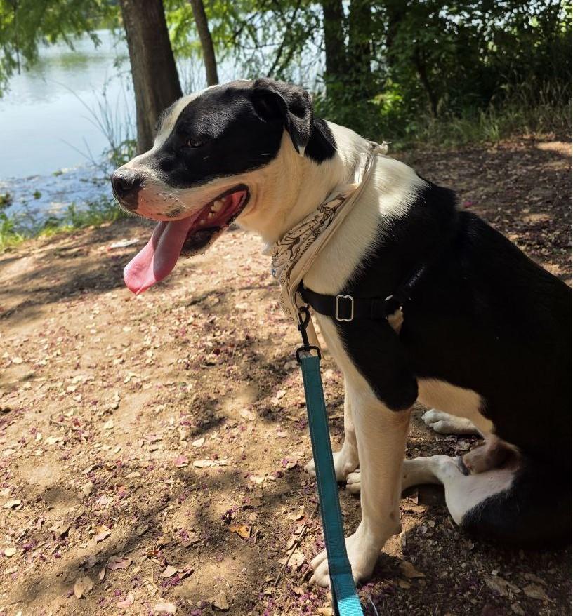 Enlarge MoonPie, a Adoptable mixed breed in Cincinnati, OH image 6/6