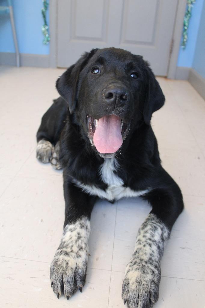 Tex, Adoptable, Puppy Male Great Pyrenees & Labrador Retriever.