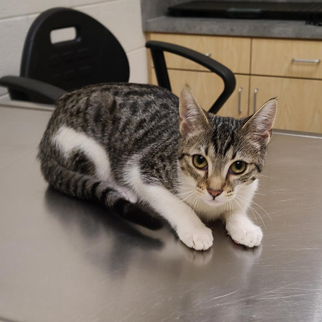 Whisker / Opal, Adoptable, Young Female Domestic Short Hair.