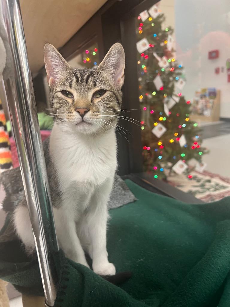 Whisker / Opal, a Adoptable mixed breed in Greeneville, TN image 2/2