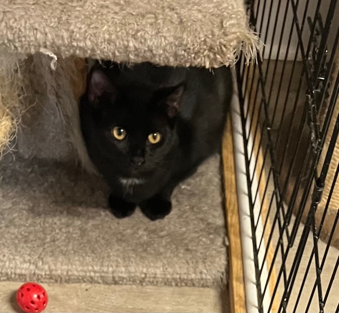 Cinnamon, a Adoptable Domestic Short Hair in Knoxville, GA image 2/3