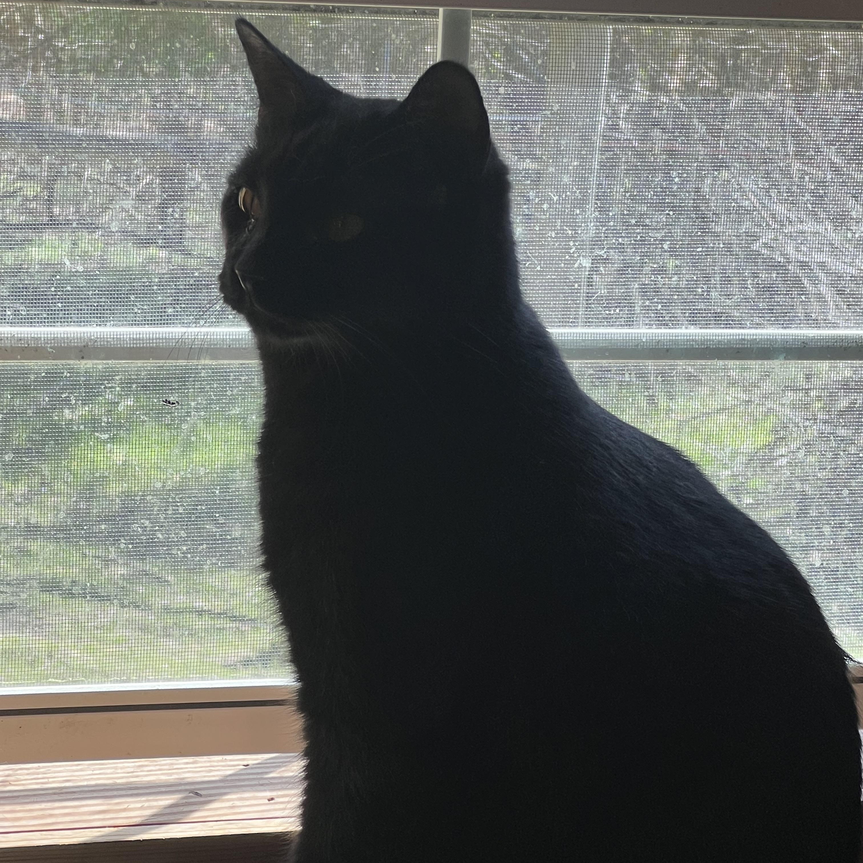 Cinnamon, a Adoptable Domestic Short Hair in Knoxville, GA image 3/3