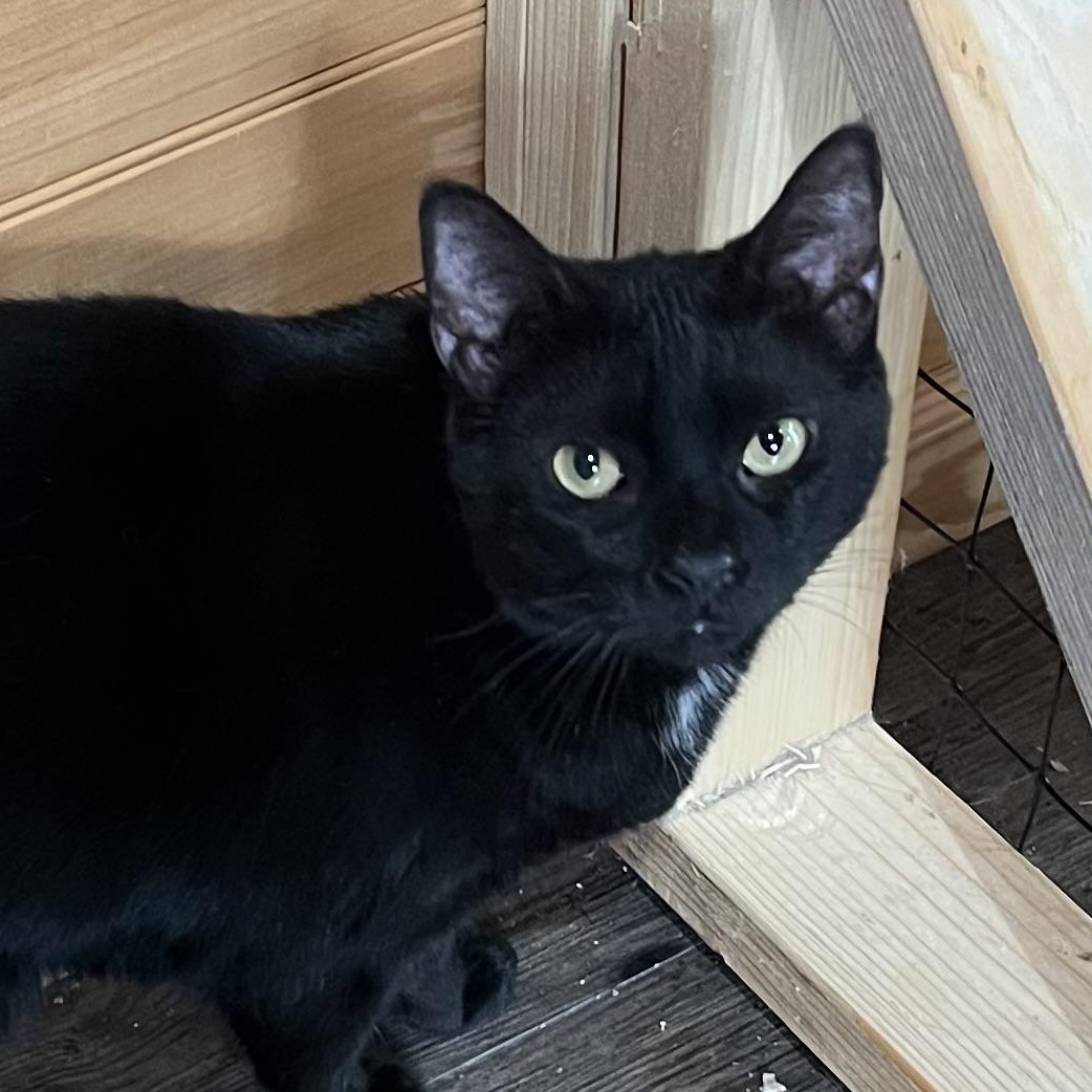 Enlarge Cinnamon, a Adoptable Domestic Short Hair in Knoxville, GA image 1/3