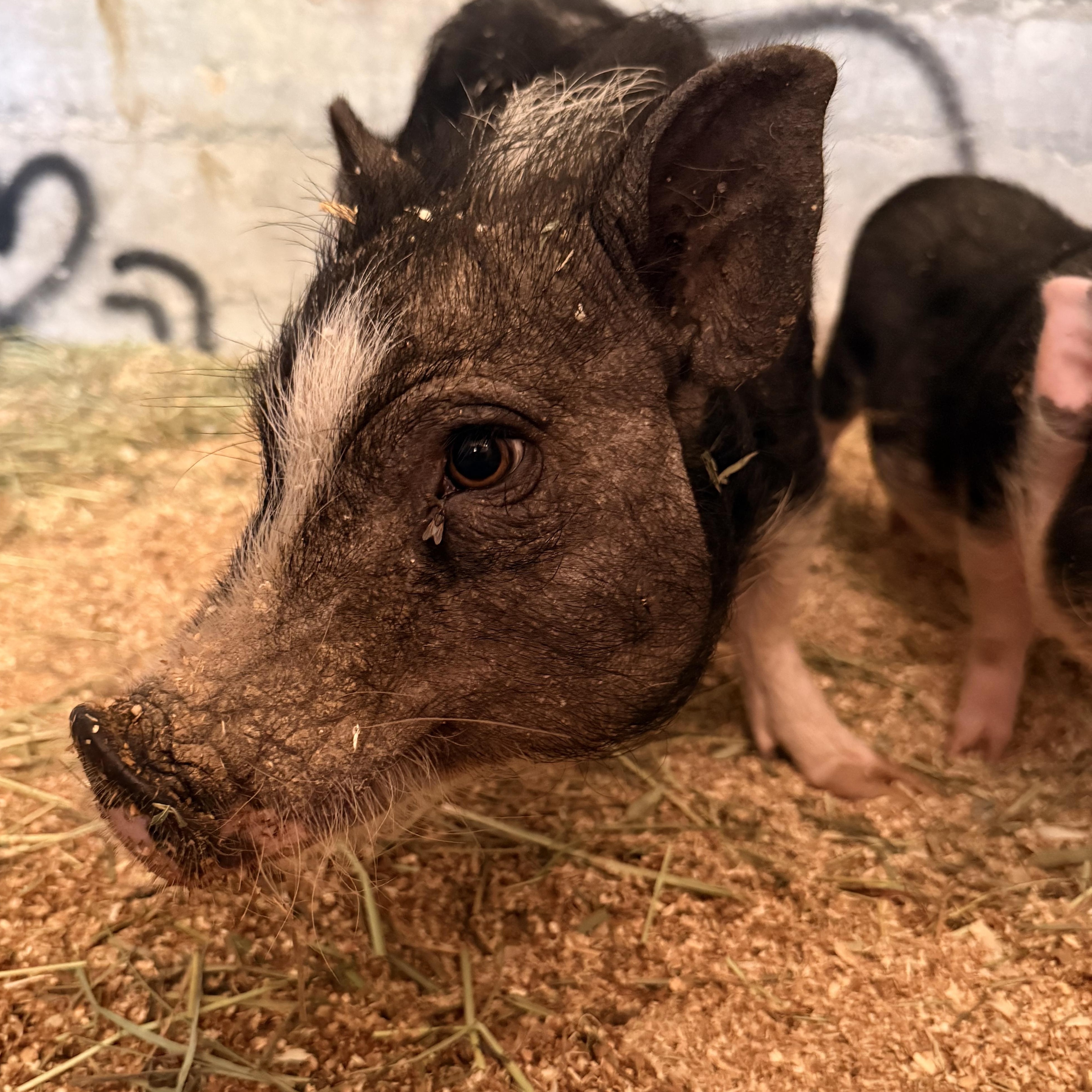 Enlarge Peaches, a Adoptable mixed breed in Torrance, CA image 5/5