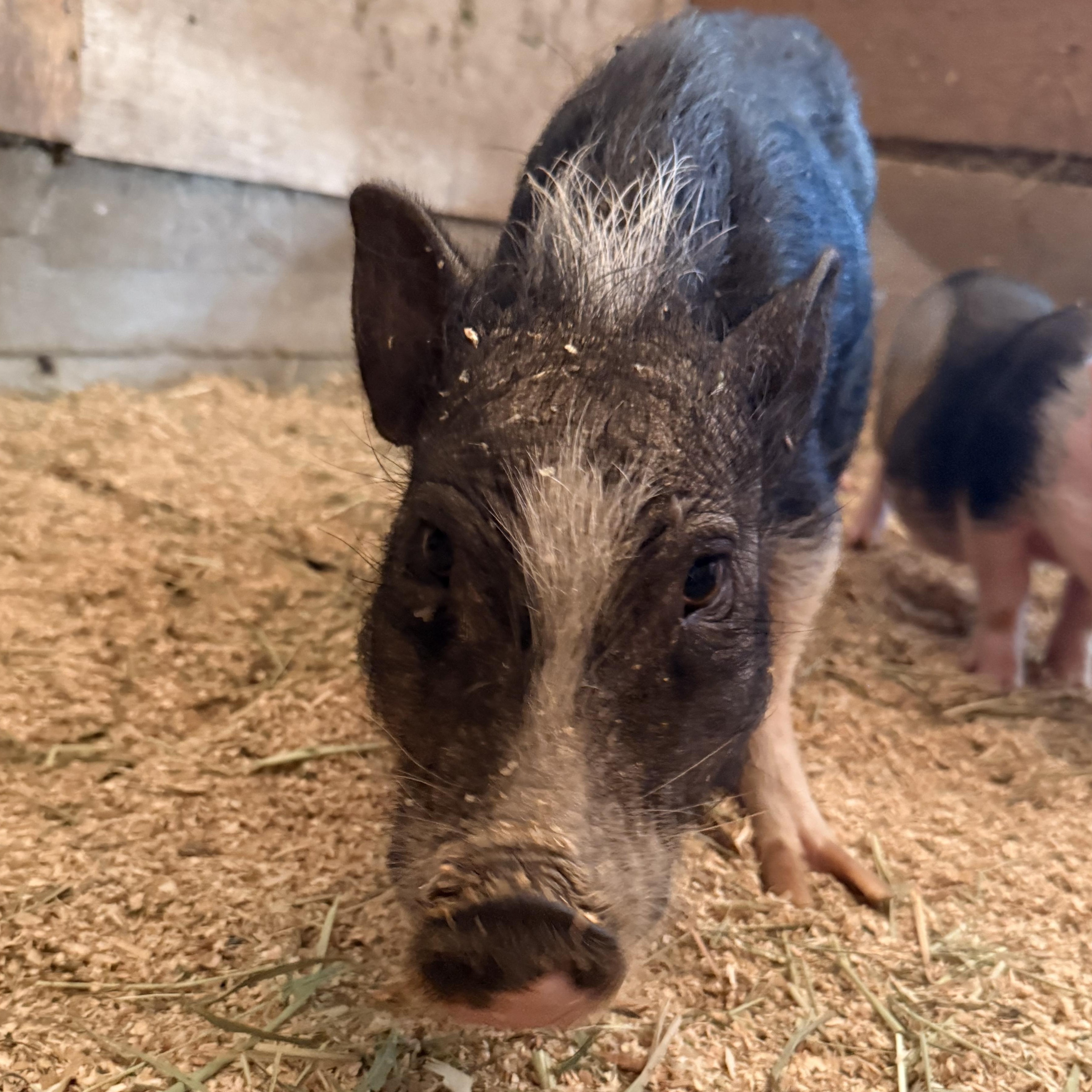 Enlarge Peaches, a Adoptable mixed breed in Torrance, CA image 3/5