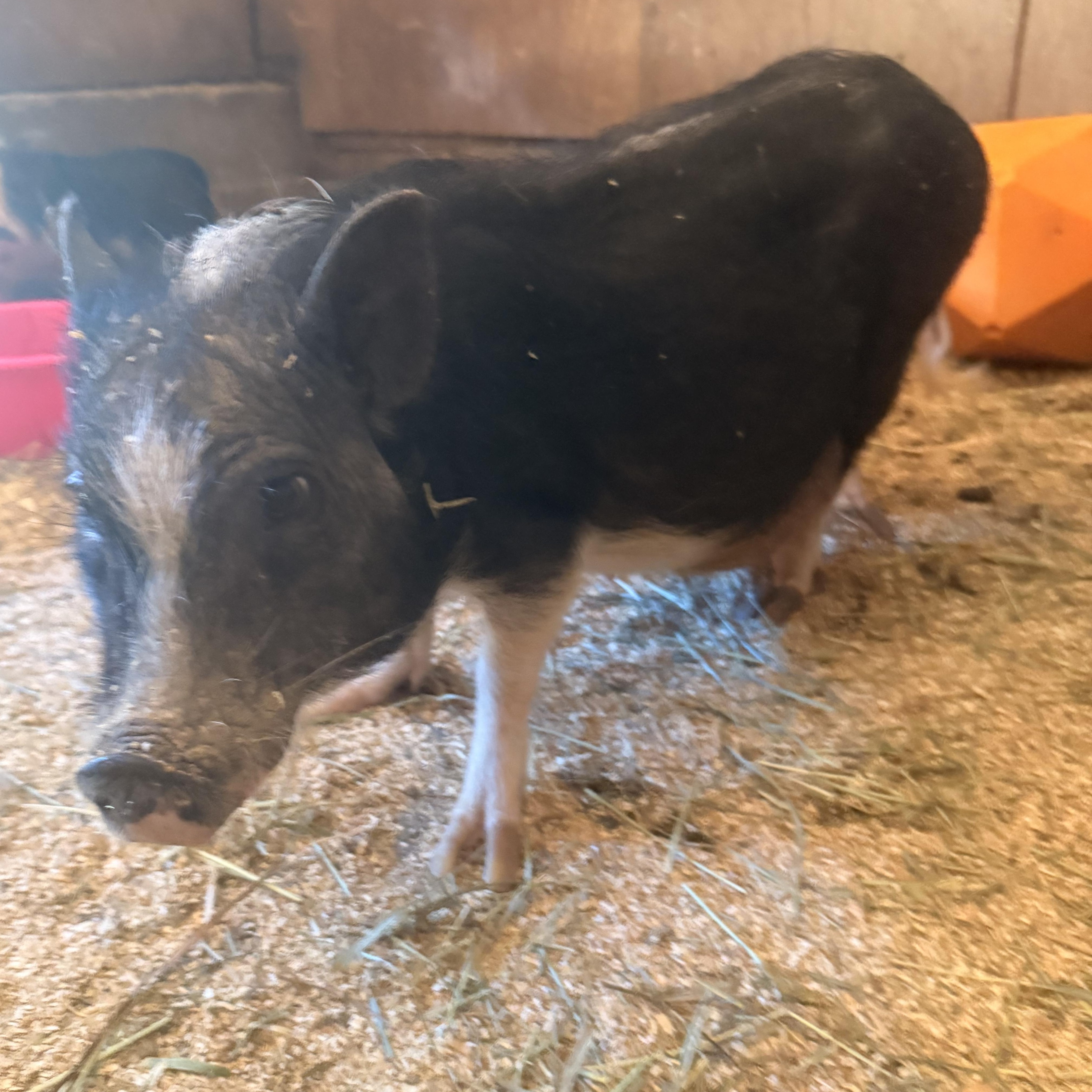 Enlarge Peaches, a Adoptable mixed breed in Torrance, CA image 4/5