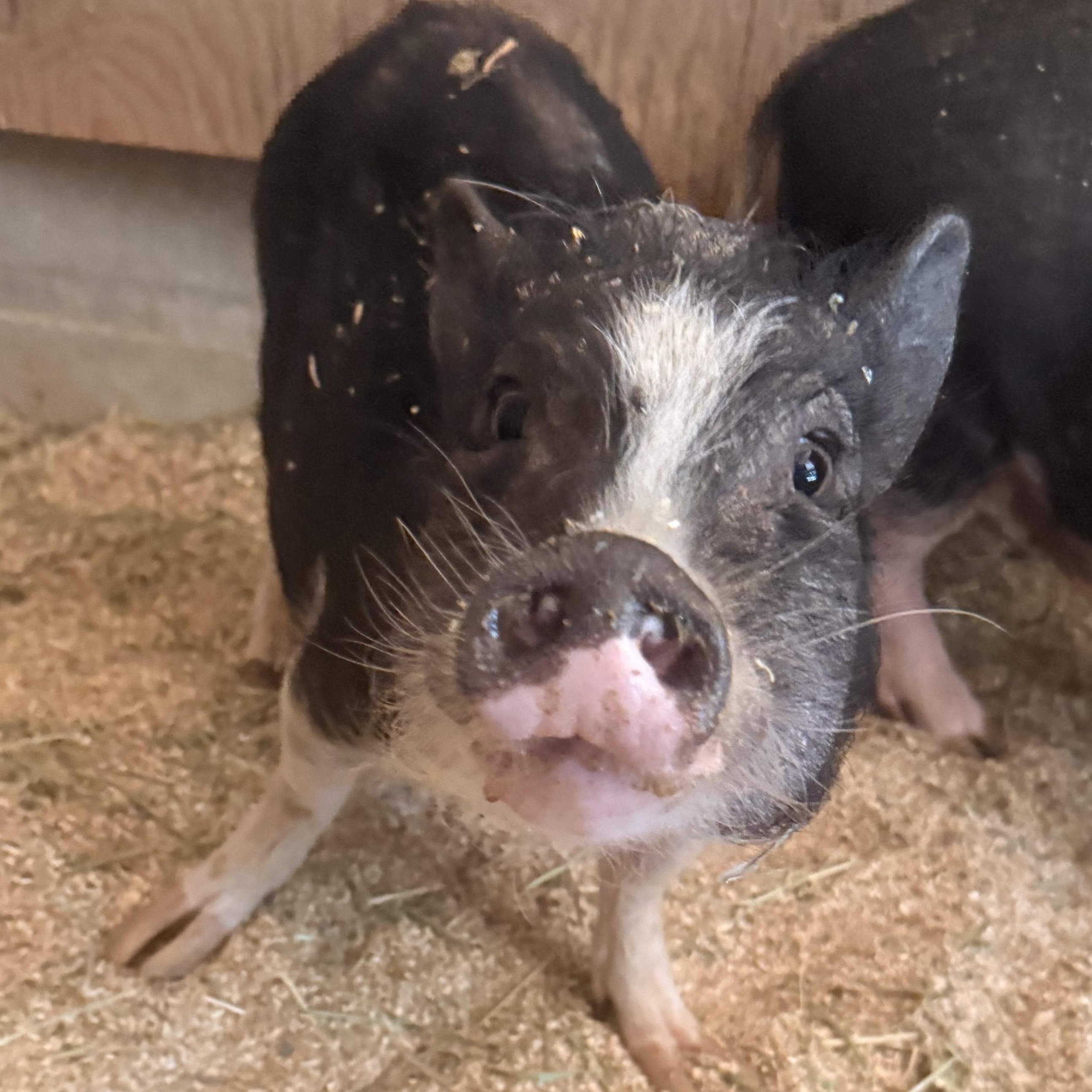 Enlarge Peaches, a Adoptable mixed breed in Torrance, CA image 1/5