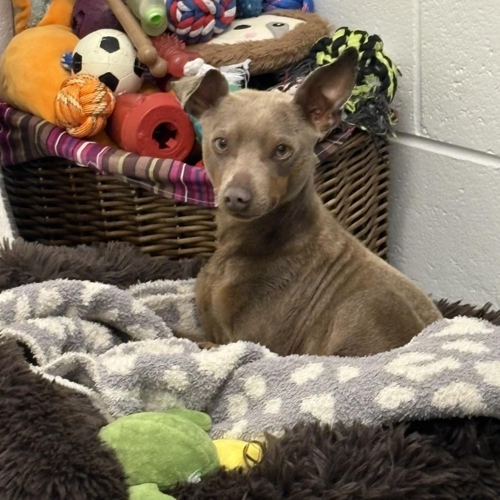 Stanley, Adoptable, Adult Male Miniature Pinscher & Mixed Breed.