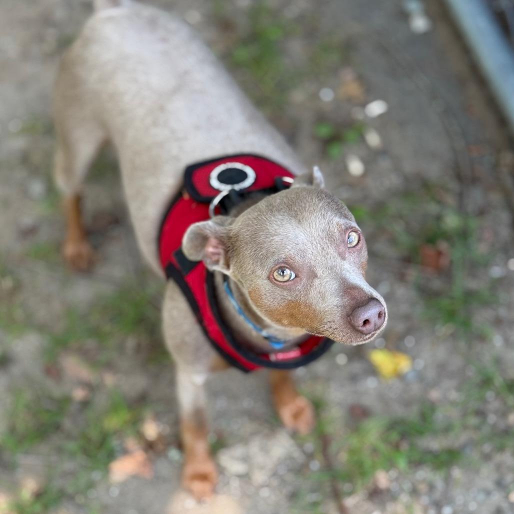 Stanley, a Adoptable mixed breed in New Fairfield, CT image 2/6