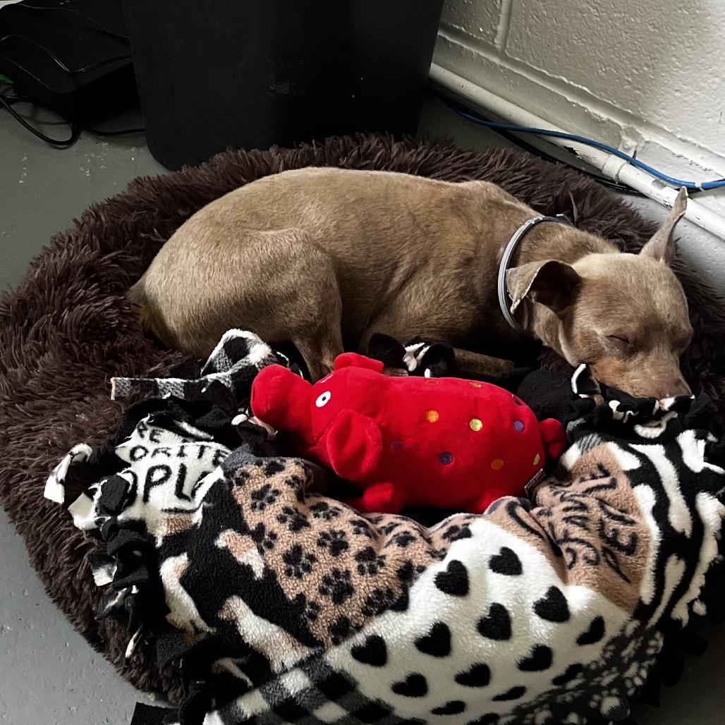 Enlarge Stanley, a Adoptable mixed breed in New Fairfield, CT image 2/5
