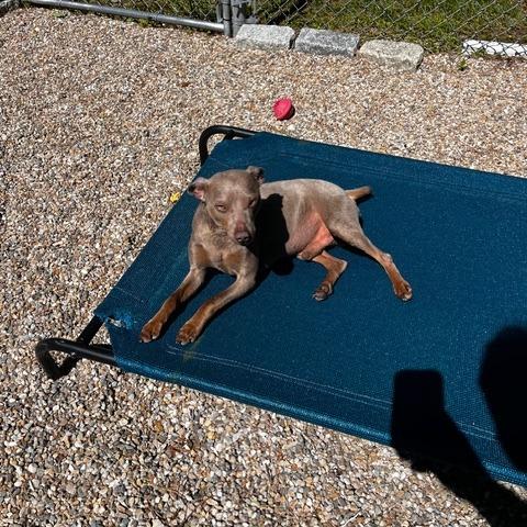 Enlarge Stanley, a Adoptable mixed breed in New Fairfield, CT image 3/5