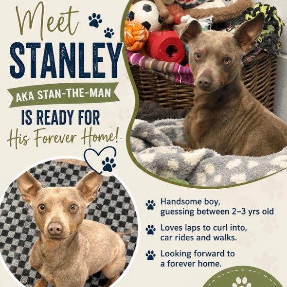 Enlarge Stanley, a Adoptable mixed breed in New Fairfield, CT image 4/5