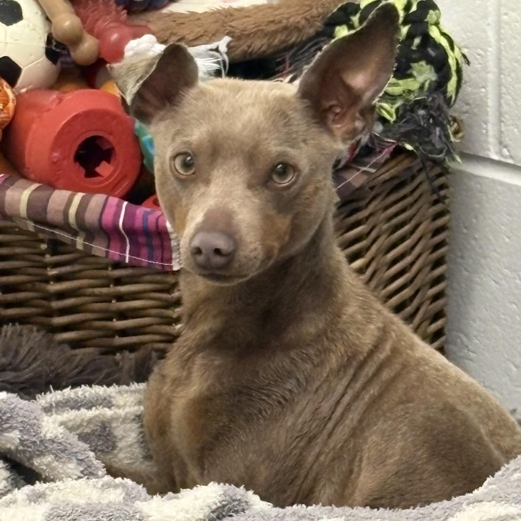 Enlarge Stanley, a Adoptable mixed breed in New Fairfield, CT image 5/5