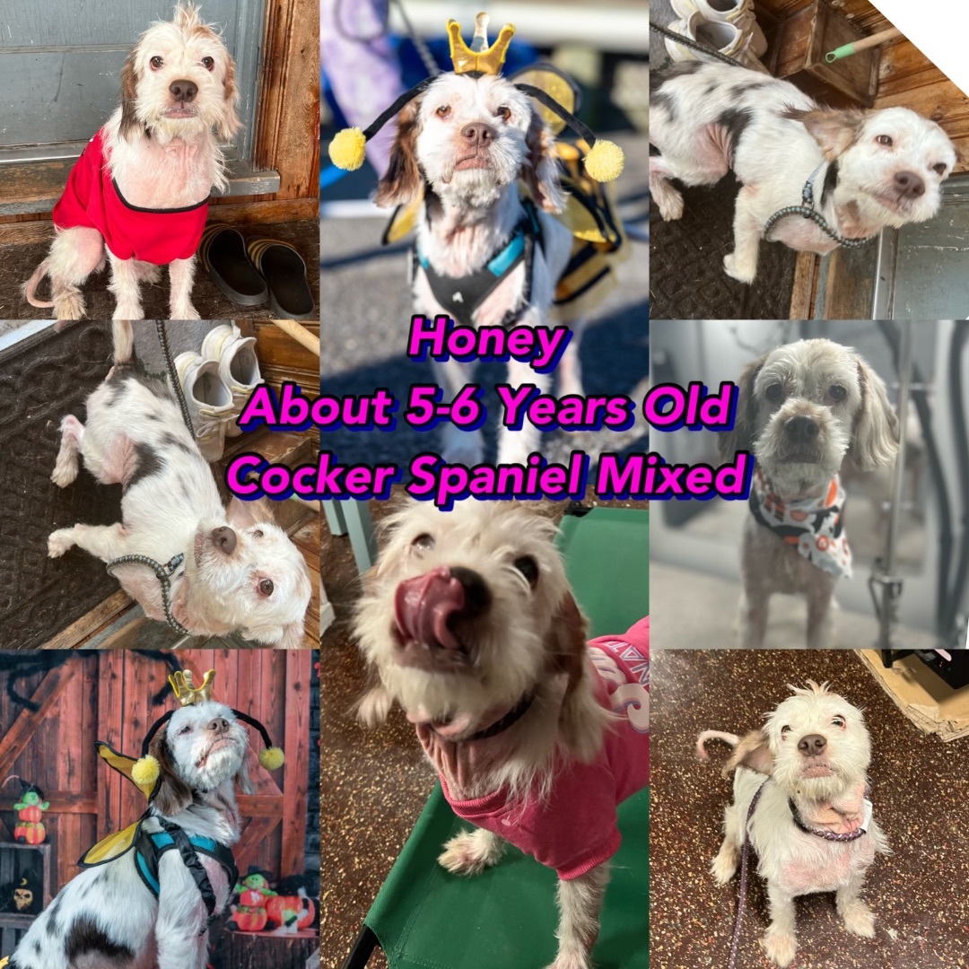 HONEY, Adopted, Adult Female Terrier & Mixed Breed.