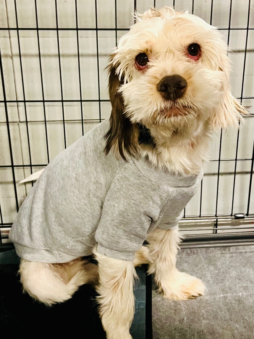 HONEY, a Adopted mixed breed in Fresh Meadows, NY image 2/2