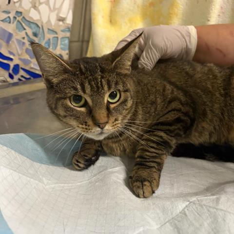 MIA, Adoptable, Adult Female Domestic Short Hair.