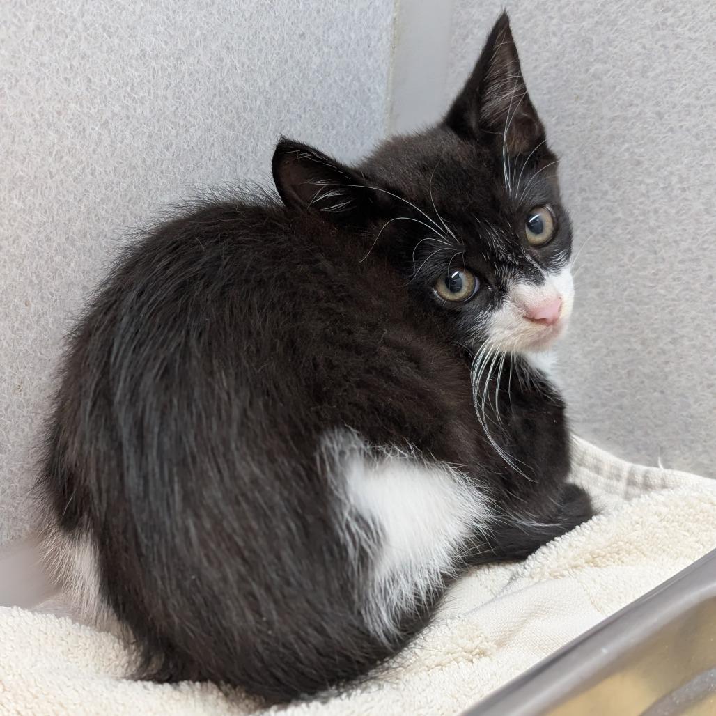 Dig Dug, Adoptable, Kitten Male Domestic Short Hair.