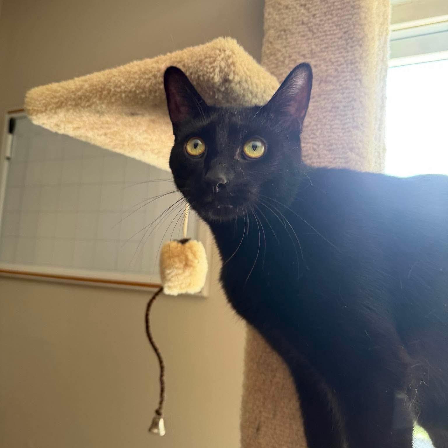 Bagheera & Salem, a ADOPTABLE Domestic Short Hair in Royal Oak, MI image 3/6