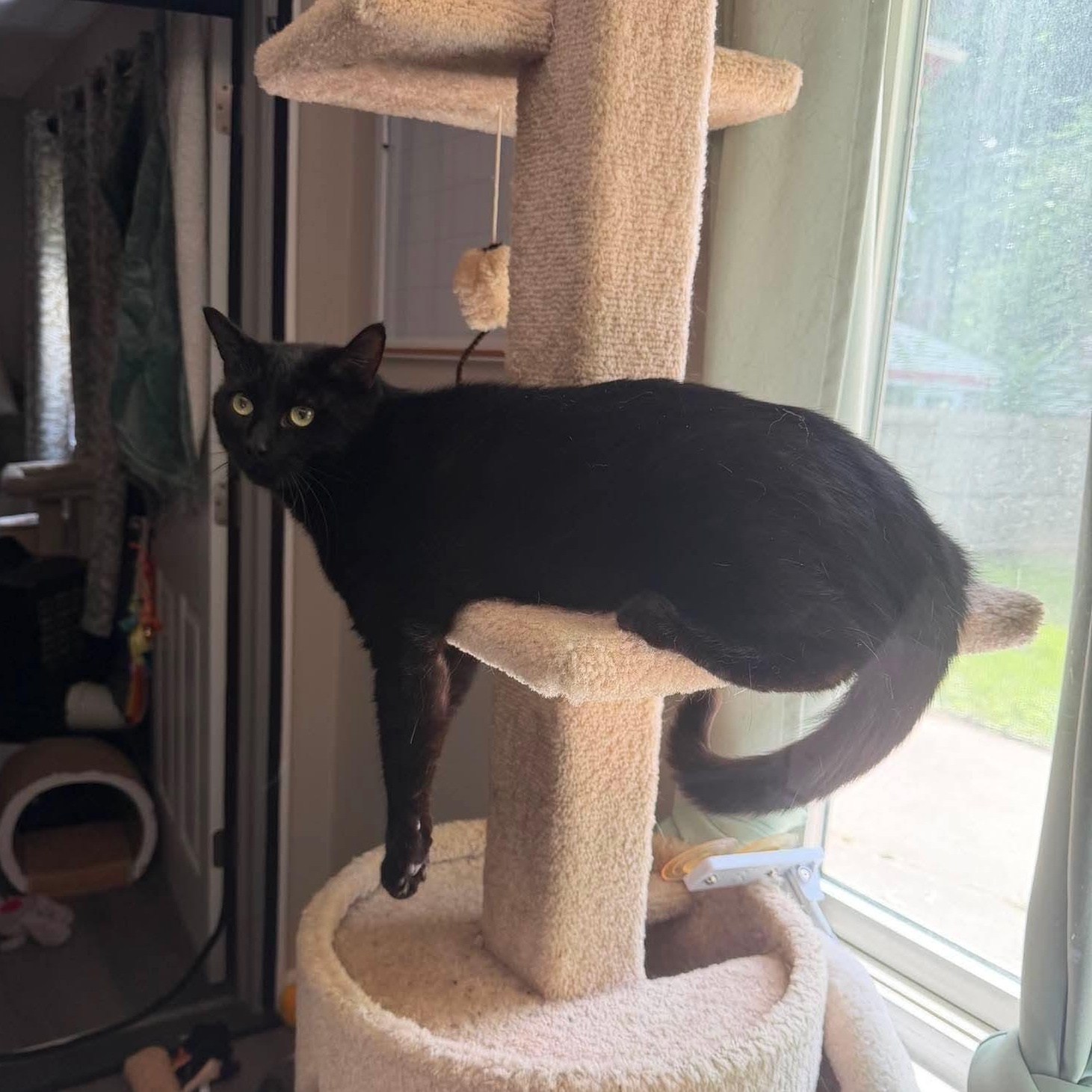 Bagheera & Salem, a ADOPTABLE Domestic Short Hair in Royal Oak, MI image 4/6