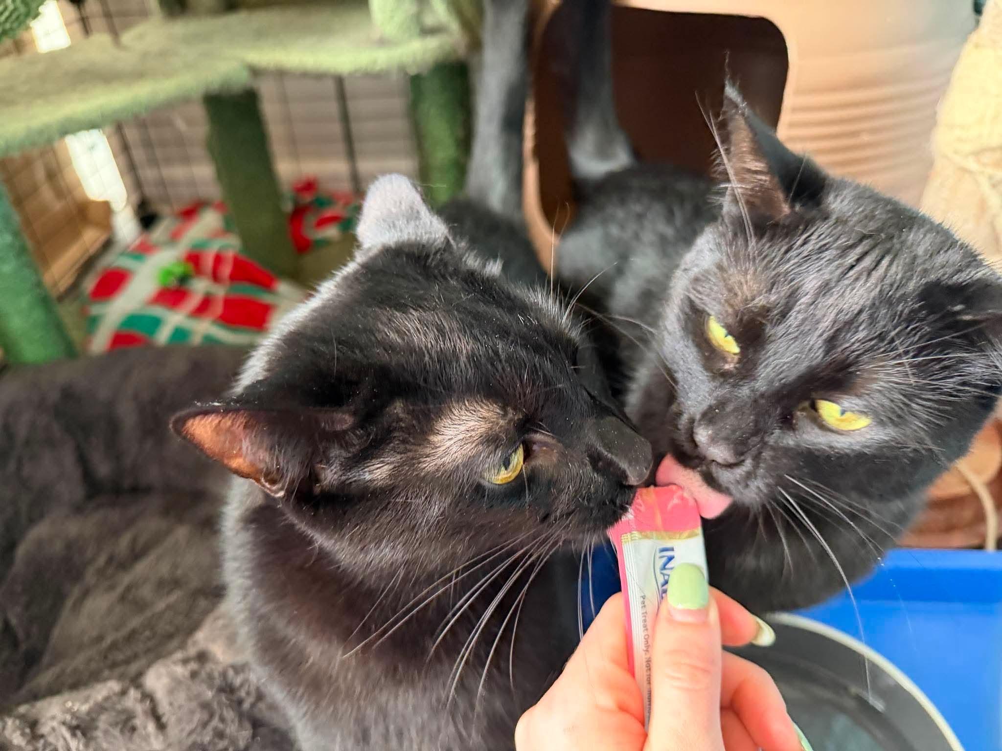 Bagheera & Salem, a ADOPTABLE Domestic Short Hair in Royal Oak, MI image 6/6