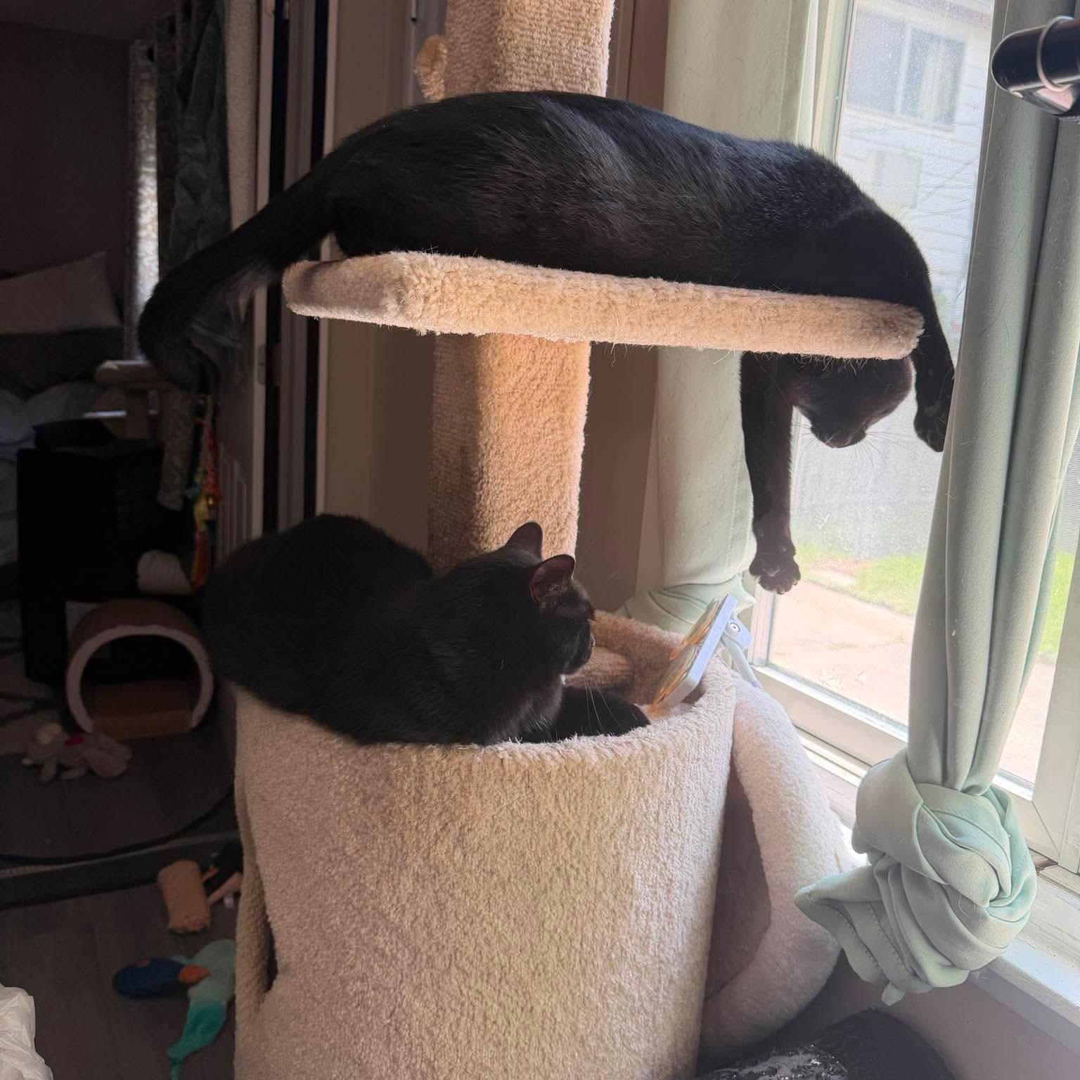 Bagheera & Salem, a ADOPTABLE Domestic Short Hair in Royal Oak, MI image 5/6