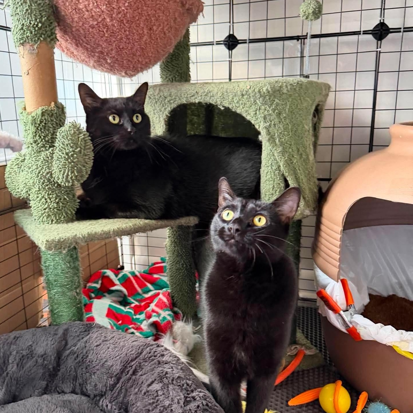Bagheera & Salem, ADOPTABLE, Adult Male Domestic Short Hair.