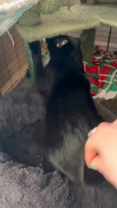 Enlarge Bagheera & Salem, a ADOPTABLE Domestic Short Hair in Royal Oak, MI video 2/6