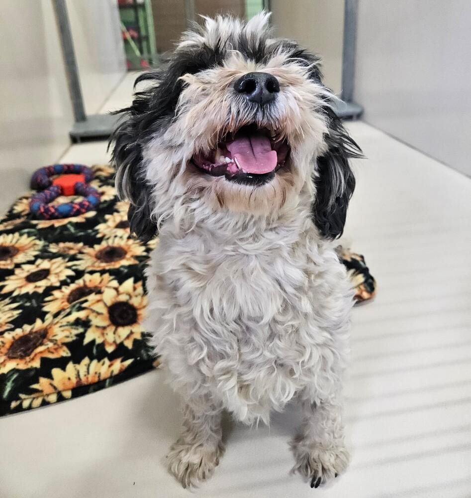 Stray 26-048, Adoptable, Adult Female Mixed Breed & Mixed Breed.