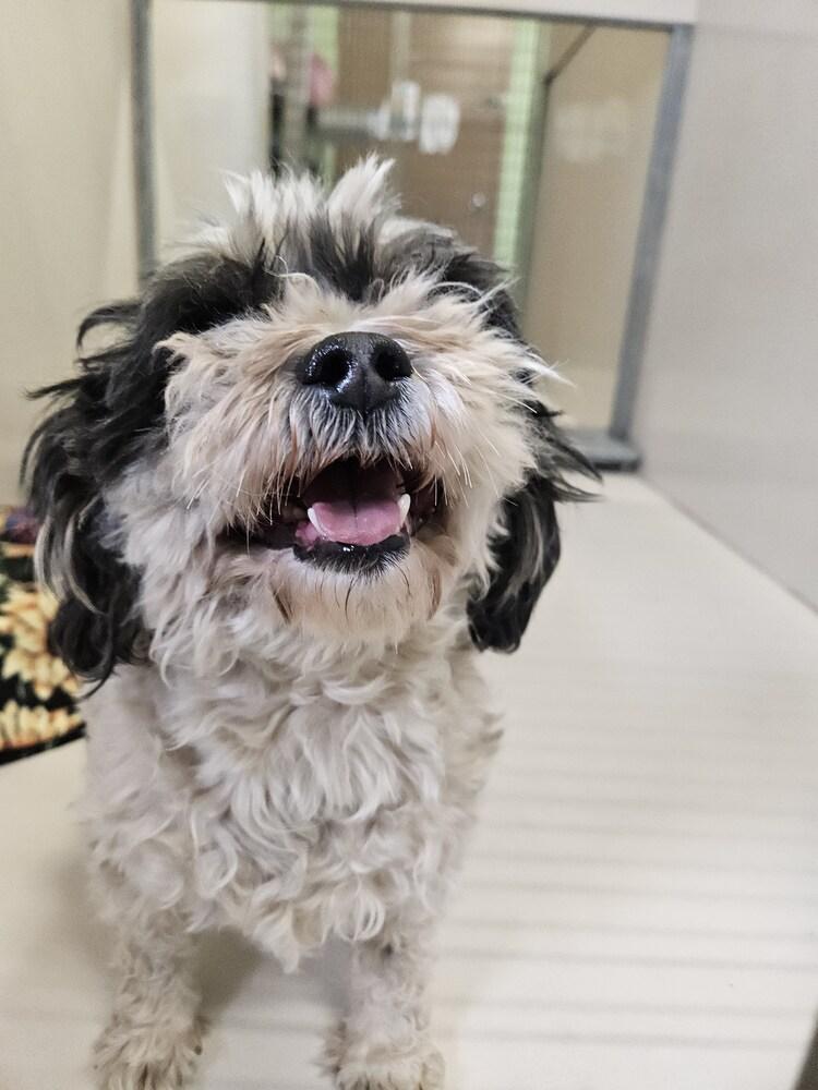 Enlarge Stray 26-048, a Adoptable mixed breed in Leadville, CO image 2/2