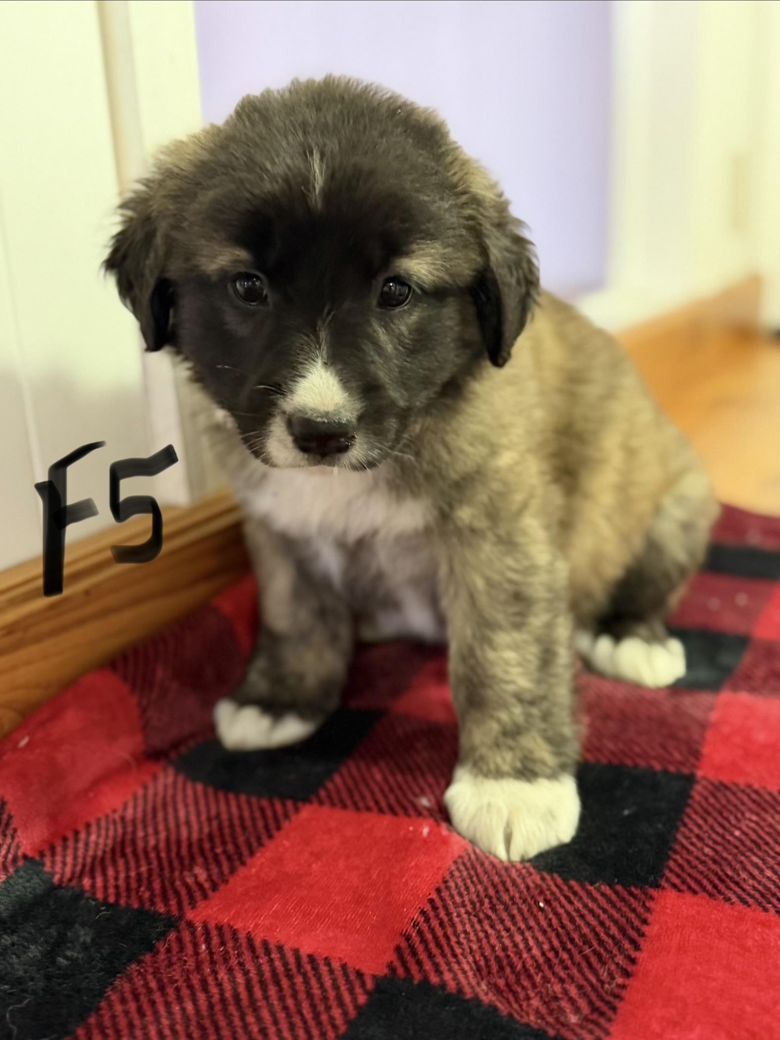 Enlarge Kera, a Adoptable mixed breed in Hamilton , NJ image 1/1