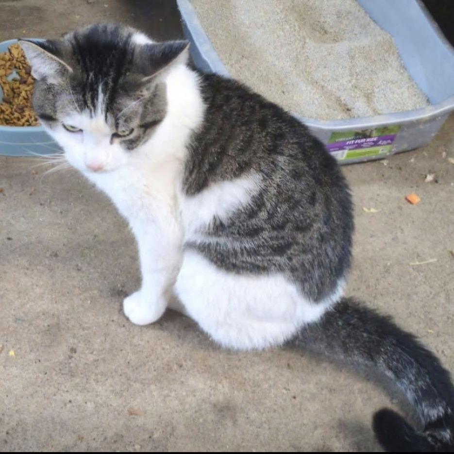 Donatello C10164, Adoptable, Adult Male Domestic Short Hair.