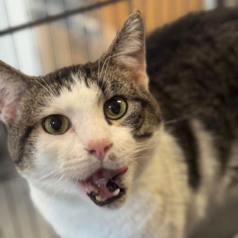 Donatello C10164, a Adoptable Domestic Short Hair in Princeton, MN image 2/3