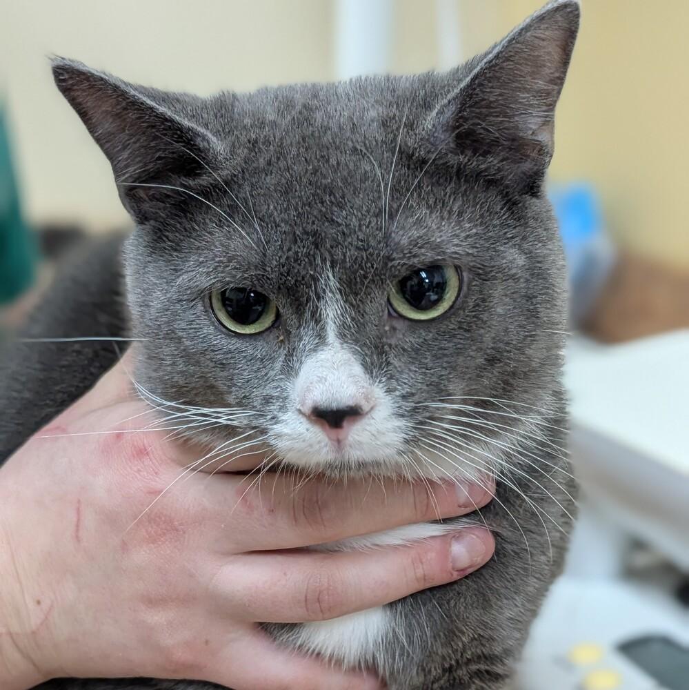 Oscar, Adoptable, Adult Male Domestic Short Hair.