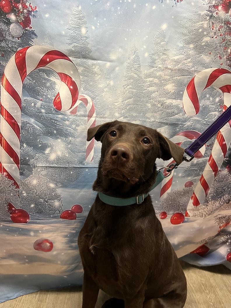 Leo-Not Accepting Applications Yet!, a Adoptable Chocolate Labrador Retriever in Medina, OH image 2/6