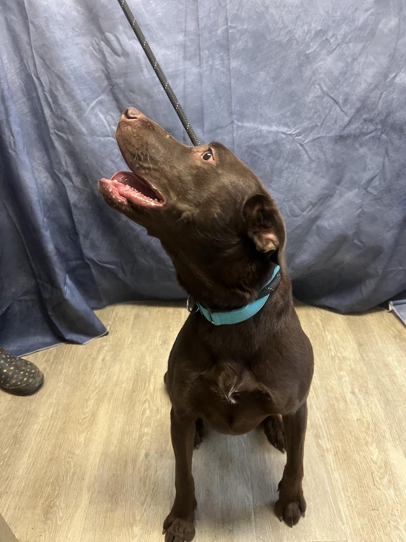 Leo-Not Accepting Applications Yet!, a Adoptable Chocolate Labrador Retriever in Medina, OH image 6/6