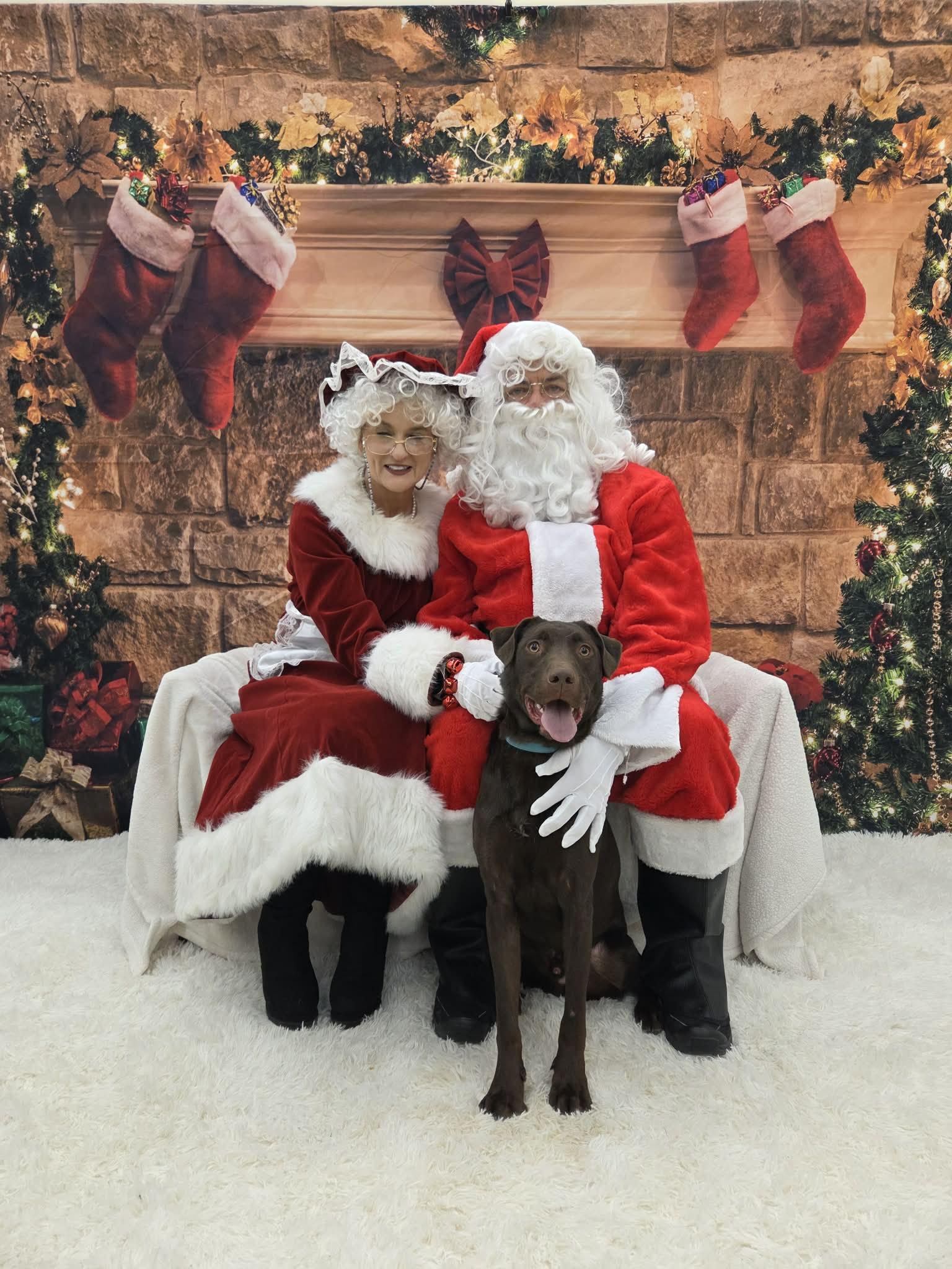Enlarge Leo-Not Accepting Applications Yet!, a Adoptable Chocolate Labrador Retriever in Medina, OH image 1/6