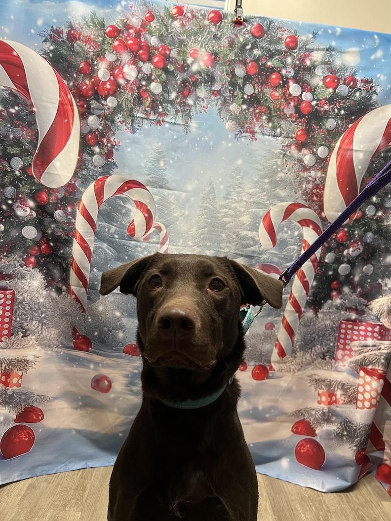 Leo-Not Accepting Applications Yet!, a Adoptable Chocolate Labrador Retriever in Medina, OH image 1/6