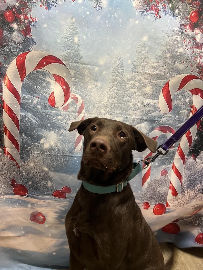 Leo-Not Accepting Applications Yet!, a Adoptable Chocolate Labrador Retriever in Medina, OH image 5/6