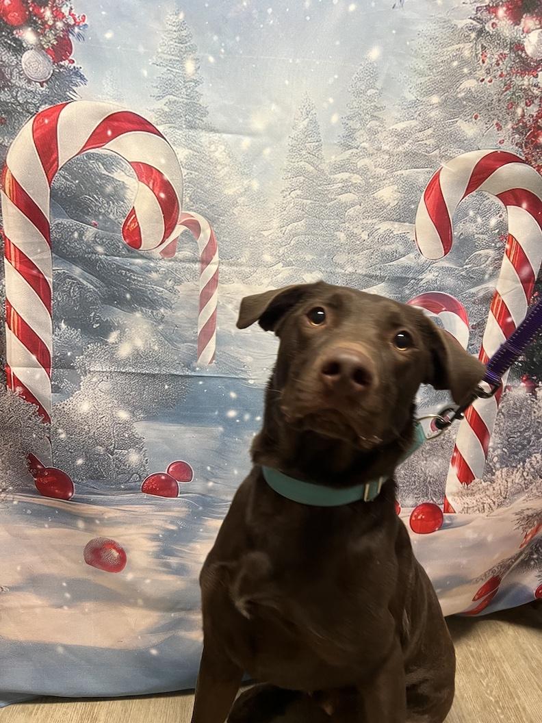 Leo-Not Accepting Applications Yet!, a Adoptable Chocolate Labrador Retriever in Medina, OH image 4/6