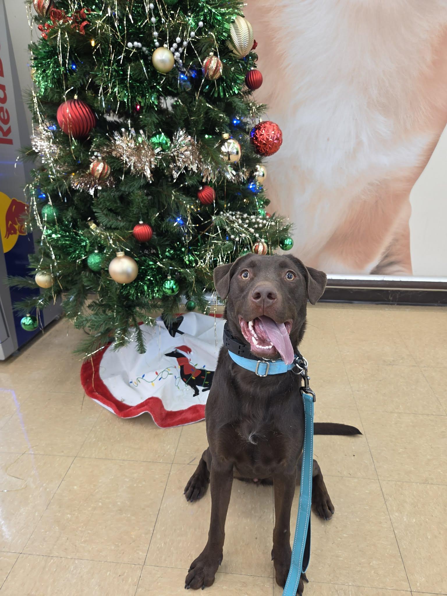 Enlarge Leo-Not Accepting Applications Yet!, a Adoptable Chocolate Labrador Retriever in Medina, OH image 3/6