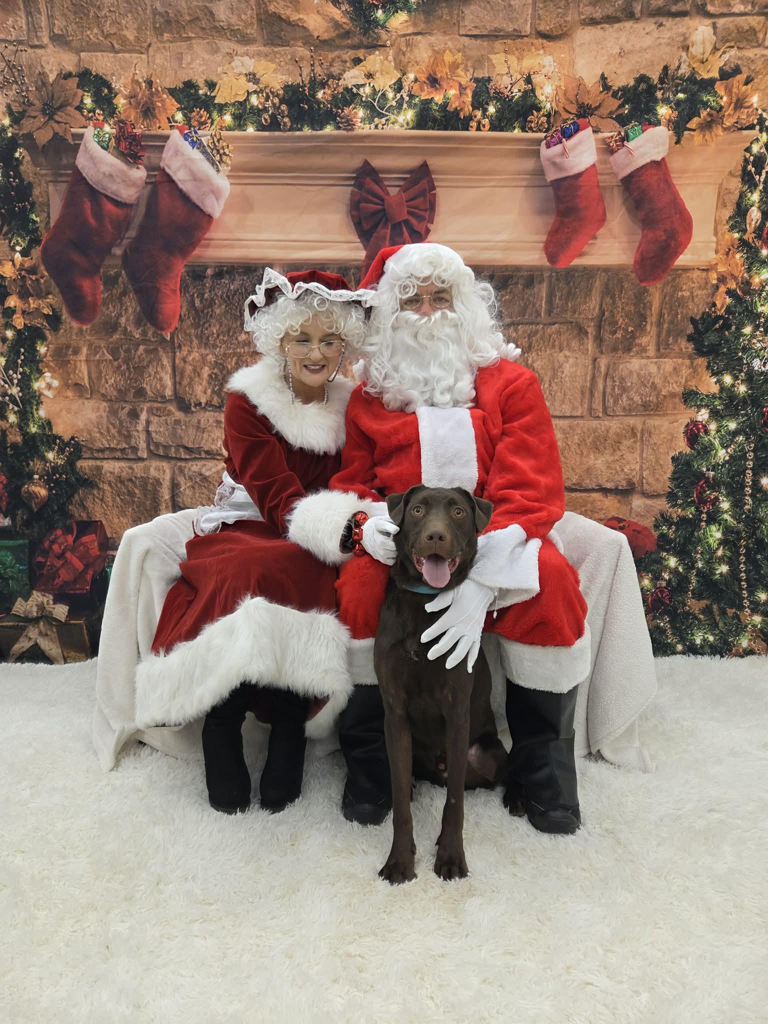 Enlarge Leo-Not Accepting Applications Yet!, a Adoptable Chocolate Labrador Retriever in Medina, OH image 4/6