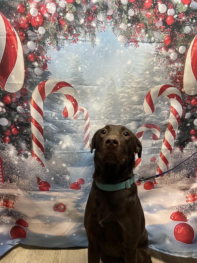 Leo-Not Accepting Applications Yet!, a Adoptable Chocolate Labrador Retriever in Medina, OH image 3/6