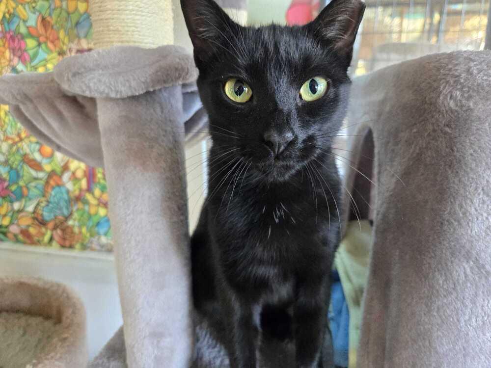 Onyx, Adoptable, Young Female American Shorthair.