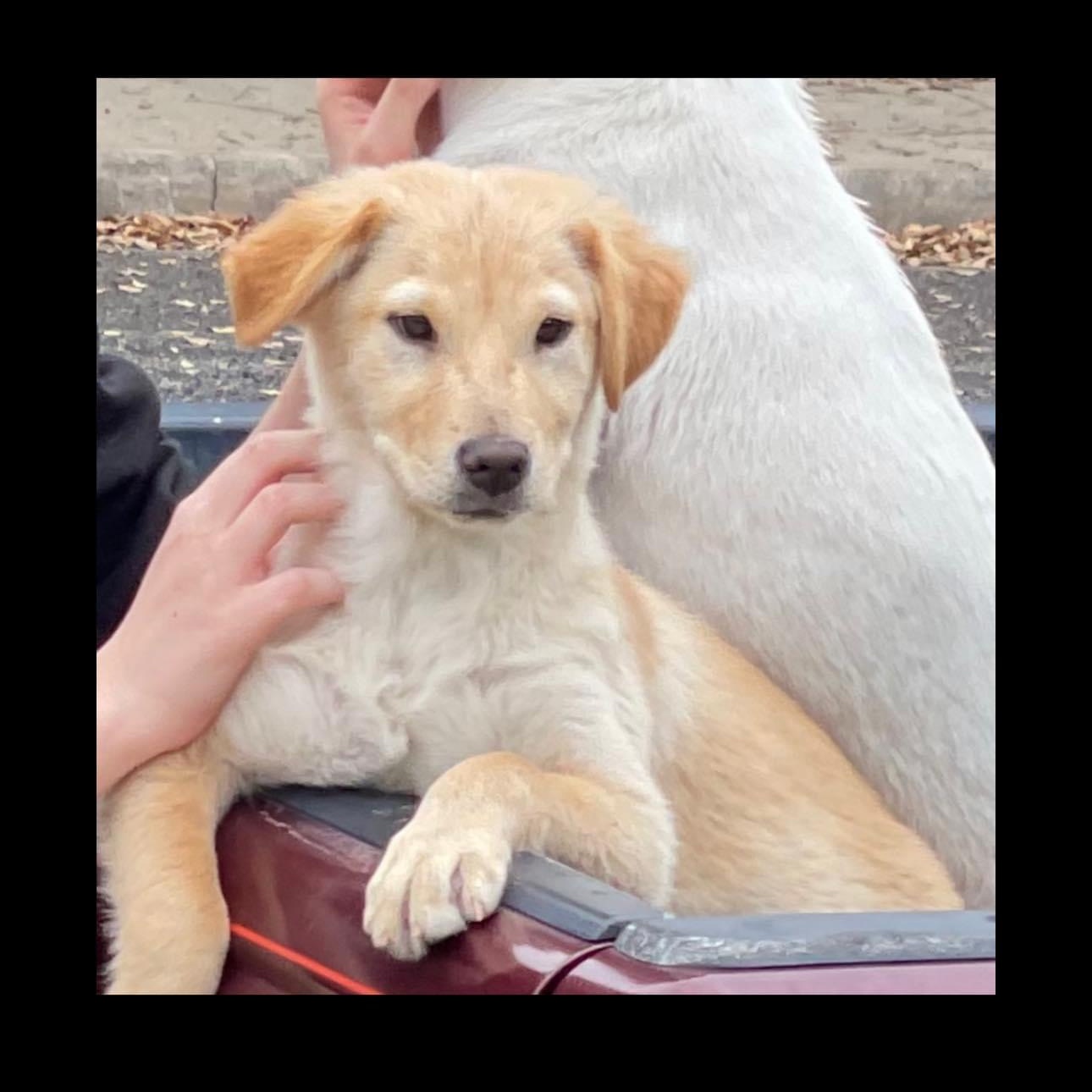 Enlarge Bella, a Adopted Golden Retriever in Schertz, TX image 3/4