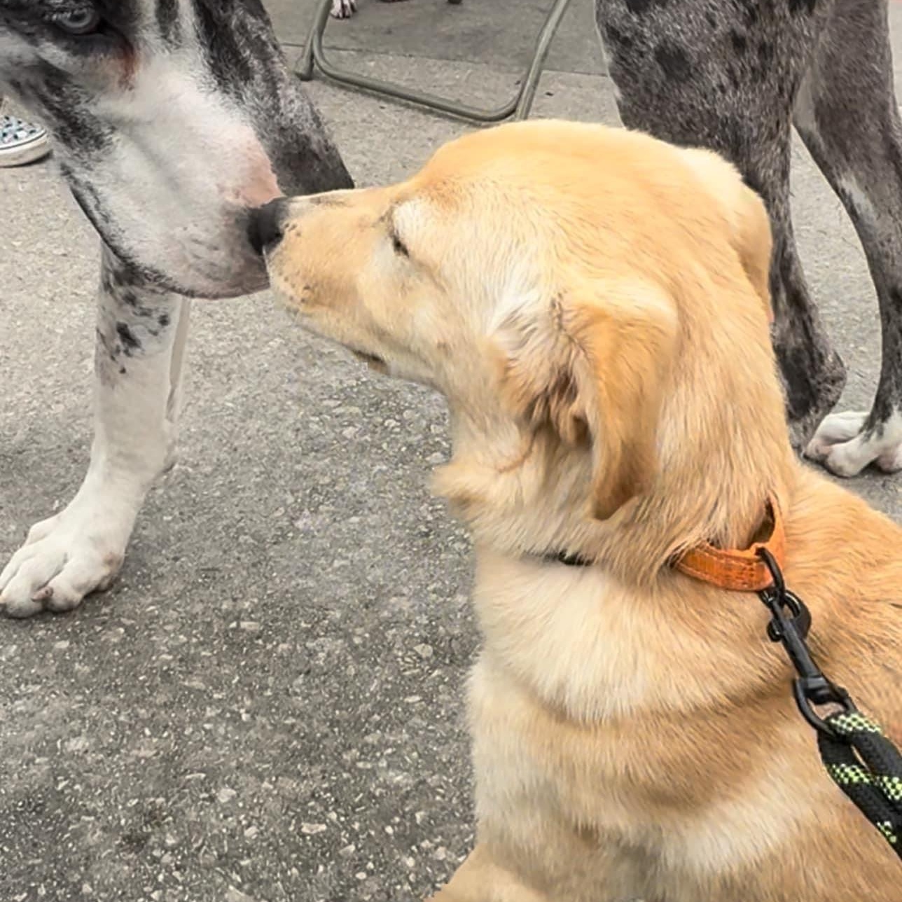 Enlarge Bella, a Adopted Golden Retriever in Schertz, TX image 4/4