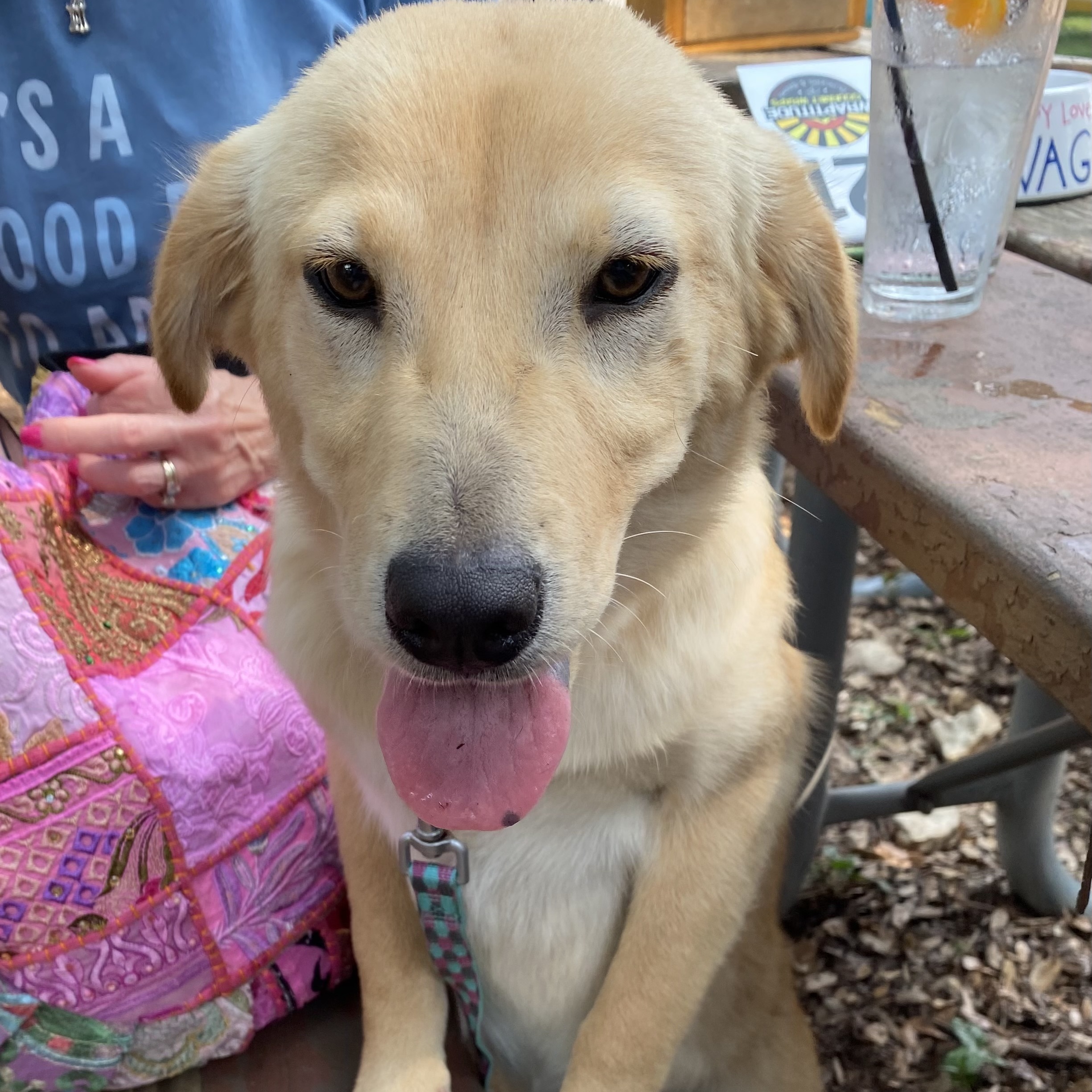Bella, Adopted, Puppy Female Golden Retriever.